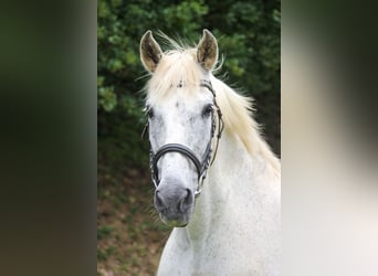 PRE, Caballo castrado, 20 años, 165 cm, Tordo