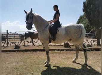 PRE Mestizo, Caballo castrado, 20 años, 166 cm, Tordo picazo