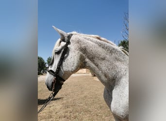 PRE Mestizo, Caballo castrado, 20 años, 166 cm, Tordo picazo