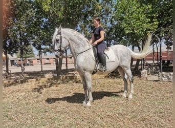 PRE Mestizo, Caballo castrado, 20 años, 166 cm, Tordo picazo