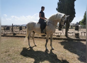 PRE Mestizo, Caballo castrado, 20 años, 166 cm, Tordo picazo