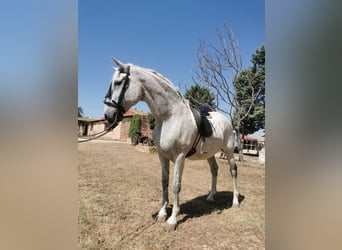 PRE Mestizo, Caballo castrado, 20 años, 166 cm, Tordo picazo