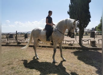 PRE Mestizo, Caballo castrado, 20 años, 166 cm, Tordo picazo