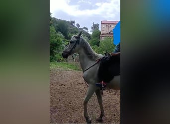 PRE Mestizo, Caballo castrado, 21 años, 158 cm, Tordo