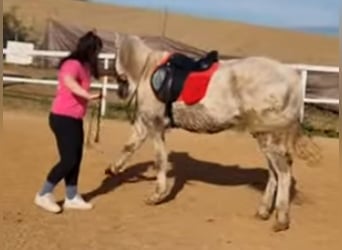 PRE Mestizo, Caballo castrado, 21 años, 158 cm, Tordo