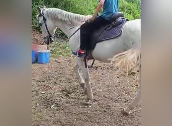 PRE Mestizo, Caballo castrado, 21 años, 158 cm, Tordo