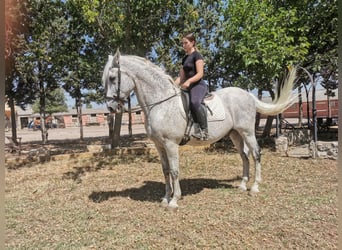 PRE, Caballo castrado, 22 años, 166 cm, Tordo picazo
