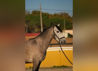 PRE Mestizo, Caballo castrado, 2 años, 151 cm, Tordo ruano