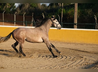 PRE Mestizo, Caballo castrado, 2 años, 151 cm, Tordo ruano