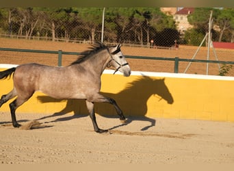 PRE Mestizo, Caballo castrado, 2 años, 151 cm, Tordo ruano