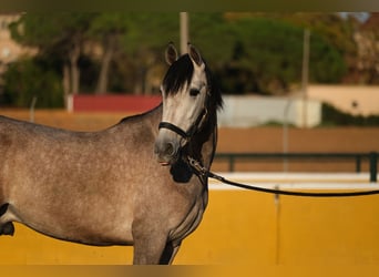 PRE Mestizo, Caballo castrado, 2 años, 151 cm, Tordo ruano