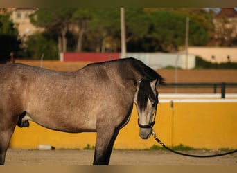 PRE Mestizo, Caballo castrado, 2 años, 151 cm, Tordo ruano