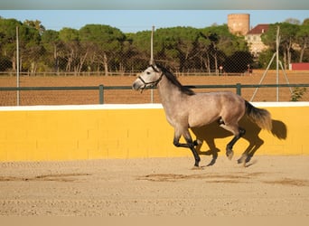 PRE Mestizo, Caballo castrado, 2 años, 151 cm, Tordo ruano