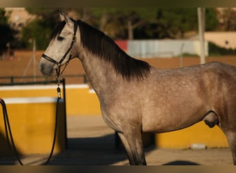 PRE Mestizo, Caballo castrado, 2 años, 151 cm, Tordo ruano