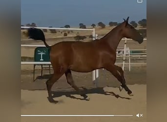 PRE Mestizo, Caballo castrado, 2 años, 153 cm, Castaño claro