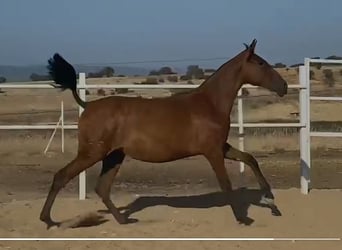 PRE Mestizo, Caballo castrado, 2 años, 153 cm, Castaño claro