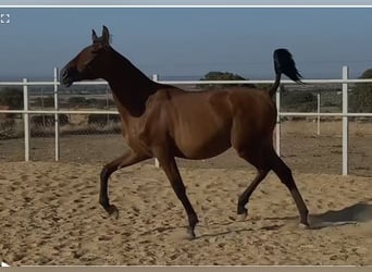 PRE Mestizo, Caballo castrado, 2 años, 153 cm, Castaño claro