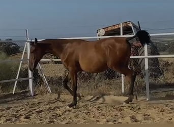 PRE Mestizo, Caballo castrado, 2 años, 153 cm, Castaño claro