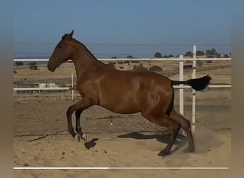 PRE Mestizo, Caballo castrado, 2 años, 153 cm, Castaño claro