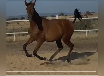 PRE Mestizo, Caballo castrado, 2 años, 153 cm, Castaño claro