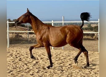 PRE Mestizo, Caballo castrado, 2 años, 153 cm, Castaño claro