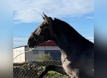 PRE Mestizo, Caballo castrado, 2 años, 153 cm, Tordo