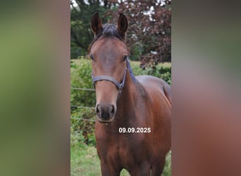 PRE Mestizo, Caballo castrado, 2 años, 157 cm, Castaño