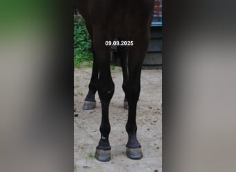 PRE Mestizo, Caballo castrado, 2 años, 157 cm, Castaño