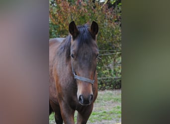PRE Mestizo, Caballo castrado, 2 años, 157 cm, Castaño