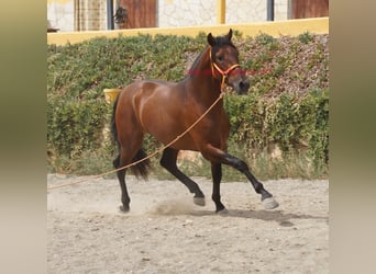 PRE, Caballo castrado, 2 años, 157 cm, Castaño