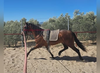 PRE, Caballo castrado, 2 años, 157 cm, Castaño