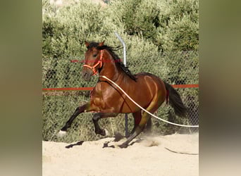 PRE, Caballo castrado, 2 años, 157 cm, Castaño