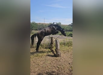 PRE Mestizo, Caballo castrado, 2 años, 158 cm, Negro