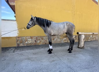 PRE Mestizo, Caballo castrado, 2 años, 158 cm, Tordo