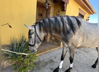 PRE Mestizo, Caballo castrado, 2 años, 158 cm, Tordo