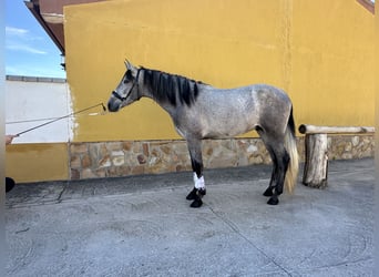 PRE Mestizo, Caballo castrado, 2 años, 158 cm, Tordo