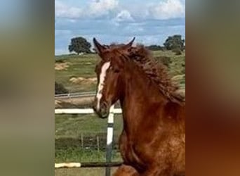 PRE Mestizo, Caballo castrado, 2 años, 159 cm, Alazán