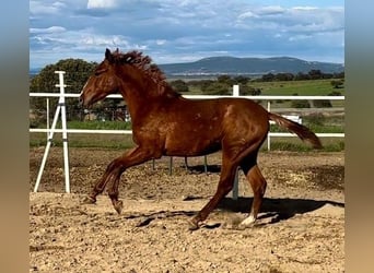 PRE Mestizo, Caballo castrado, 2 años, 159 cm, Alazán