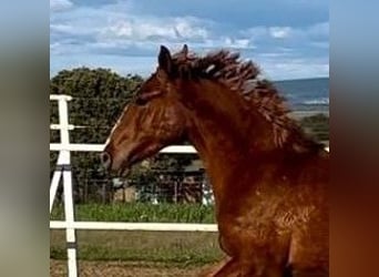 PRE Mestizo, Caballo castrado, 2 años, 159 cm, Alazán