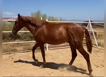 PRE, Caballo castrado, 2 años, 160 cm, Alazán