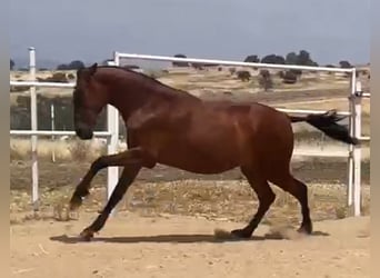 PRE, Caballo castrado, 2 años, 160 cm, Castaño claro