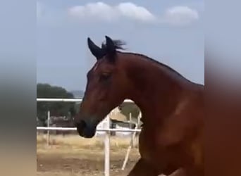 PRE, Caballo castrado, 2 años, 160 cm, Castaño claro