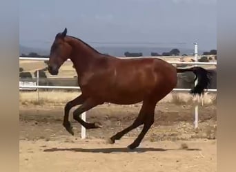 PRE, Caballo castrado, 2 años, 160 cm, Castaño claro