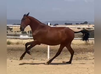 PRE, Caballo castrado, 2 años, 160 cm, Castaño claro