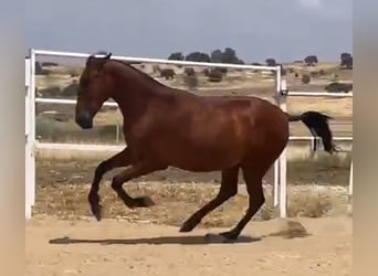 PRE, Caballo castrado, 2 años, 160 cm, Castaño claro
