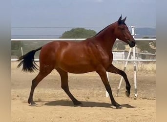 PRE, Caballo castrado, 2 años, 160 cm, Castaño claro
