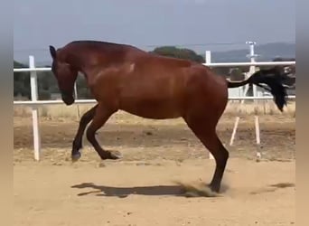PRE, Caballo castrado, 2 años, 160 cm, Castaño claro