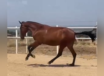 PRE, Caballo castrado, 2 años, 160 cm, Castaño claro