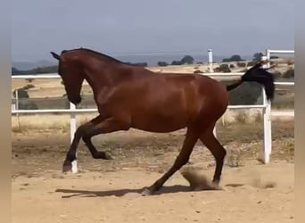 PRE, Caballo castrado, 2 años, 160 cm, Castaño claro