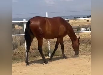 PRE, Caballo castrado, 2 años, 160 cm, Castaño claro